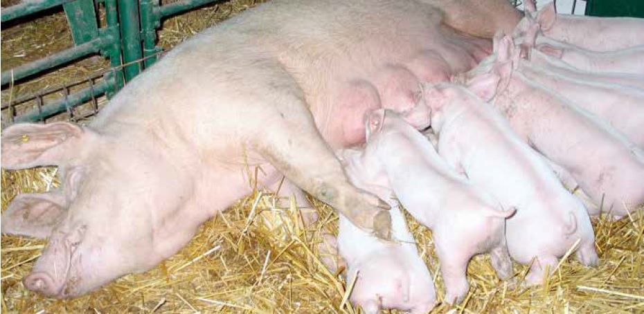 https://www.seleccionesveterinarias.com/files/