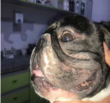 https://www.seleccionesveterinarias.com/files/