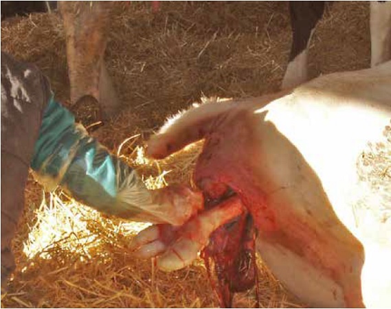https://www.seleccionesveterinarias.com/files/