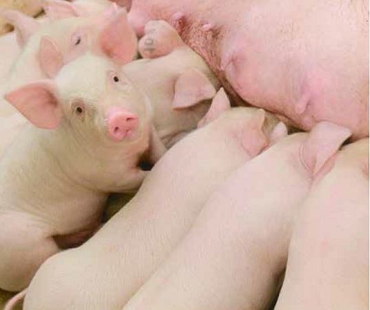 https://www.seleccionesveterinarias.com/files/