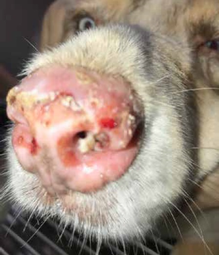 https://www.seleccionesveterinarias.com/files/