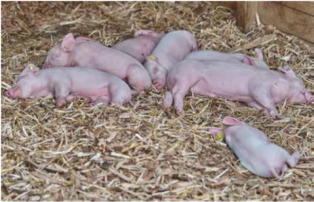 https://www.seleccionesveterinarias.com/files/