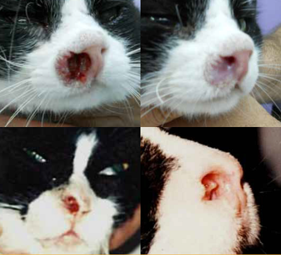 Proverbio sentar Escupir Carcinoma De Células Escamosas En El Plano Nasal Felino - Selecciones Veterinarias Proverbio sentar Escupir Carcinoma De Células Escamosas En El Plano Nasal Felino - Selecciones Veterinarias