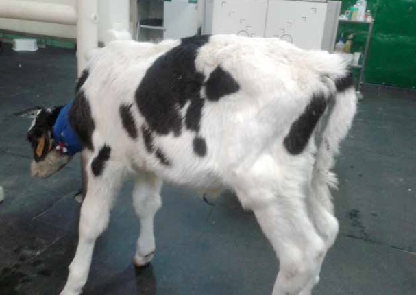 https://www.seleccionesveterinarias.com/files/