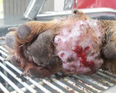 https://www.seleccionesveterinarias.com/files/