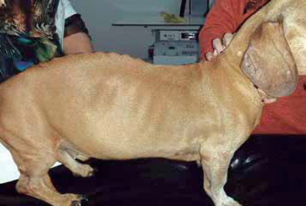 https://www.seleccionesveterinarias.com/files/