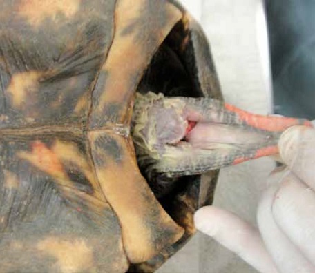 https://www.seleccionesveterinarias.com/files/