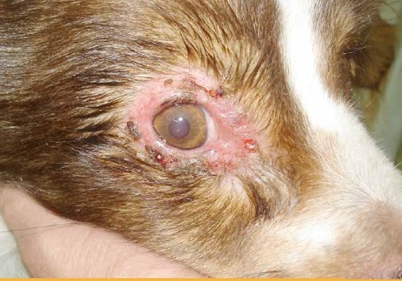 https://www.seleccionesveterinarias.com/files/