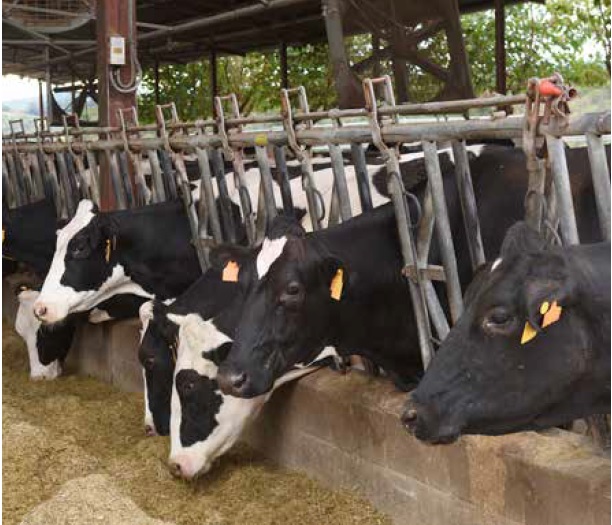 https://www.seleccionesveterinarias.com/files/