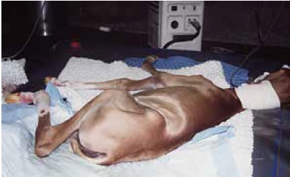 https://www.seleccionesveterinarias.com/files/