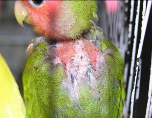 https://www.seleccionesveterinarias.com/files/