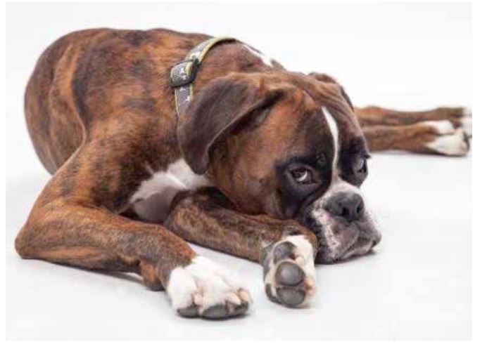 https://www.seleccionesveterinarias.com/files/