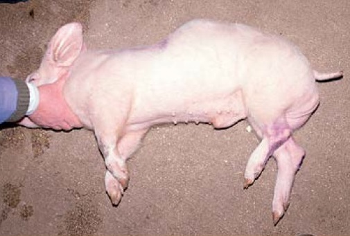 https://www.seleccionesveterinarias.com/files/