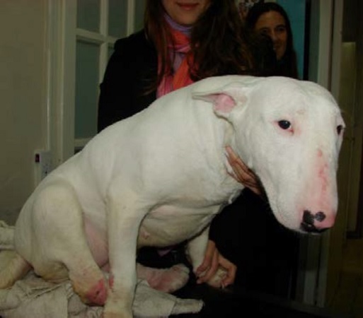 https://www.seleccionesveterinarias.com/files/