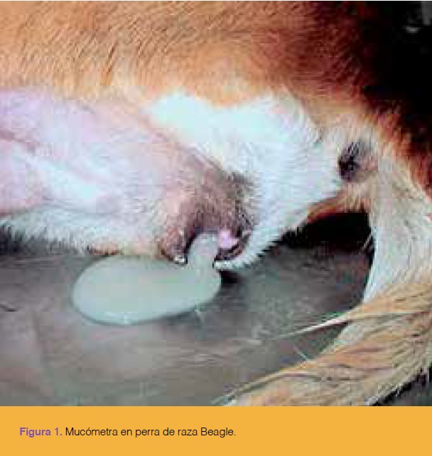 Juventud Accesorios Falange Colectas Uterinas - Selecciones Veterinarias