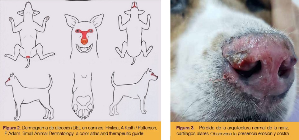 Lupus Eritematoso CutÃ¡neo Nasal. Como Reconocerlo Veterinarias