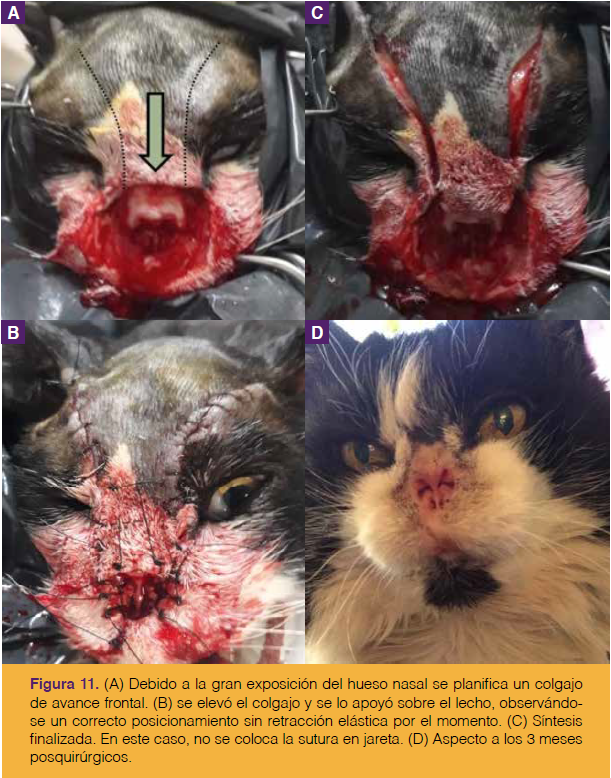 Proverbio sentar Escupir Carcinoma De Células Escamosas En El Plano Nasal Felino - Selecciones Veterinarias Proverbio sentar Escupir Carcinoma De Células Escamosas En El Plano Nasal Felino - Selecciones Veterinarias