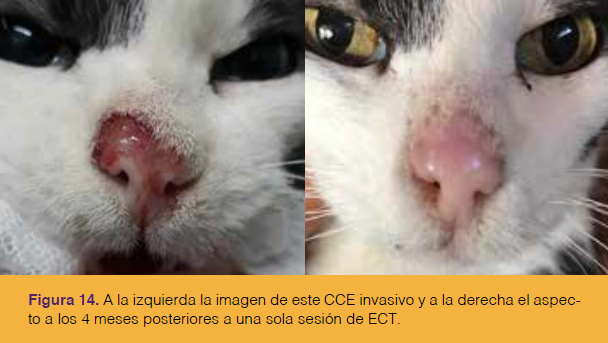 Proverbio sentar Escupir Carcinoma De Células Escamosas En El Plano Nasal Felino - Selecciones Veterinarias Proverbio sentar Escupir Carcinoma De Células Escamosas En El Plano Nasal Felino - Selecciones Veterinarias