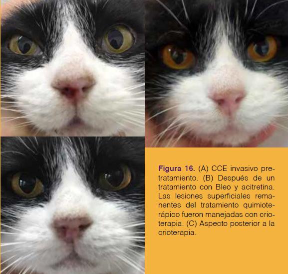 Proverbio sentar Escupir Carcinoma De Células Escamosas En El Plano Nasal Felino - Selecciones Veterinarias Proverbio sentar Escupir Carcinoma De Células Escamosas En El Plano Nasal Felino - Selecciones Veterinarias