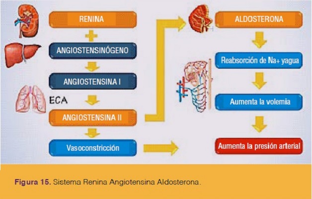 página maníaco corona FisiologÃa De La PresiÃ³n Arterial - Selecciones Veterinarias