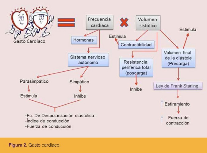 página maníaco corona FisiologÃa De La PresiÃ³n Arterial - Selecciones Veterinarias